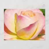 Pastel Rose Numéro de table Carte postale (Dos)