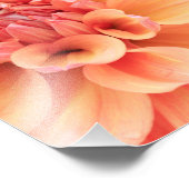 Pastel Roze en Geel Dinnerplate Dahlia Foto Afdruk (Hoek)