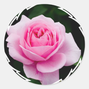 Pastel Roze Rose Stickers