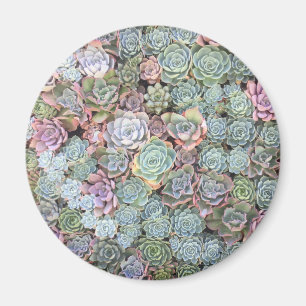 Pastel Succulent Garden Magnet Magneet