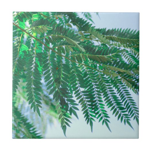 Pastel Theme Jacaranda Tree Leaves Tegeltje (Voorkant)