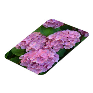 Pastelroze Hortensia hydrangea bloem  Magneet