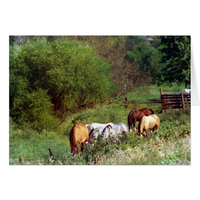 Pasture 2 (Voorkant Horizontaal)