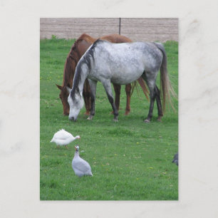 Pasture Briefkaarten #1
