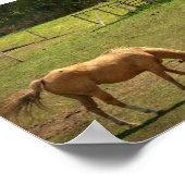 Pasture paarden poster (Hoek)