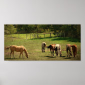 Pasture paarden poster (Voorkant)