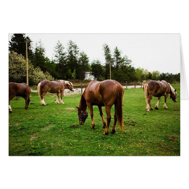 Pasture Scene (Voorkant Horizontaal)