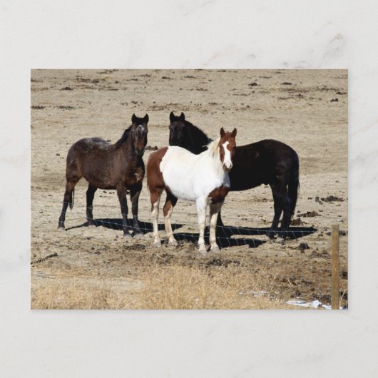 Pasture Trio Briefkaart (Voorkant)