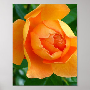 Pat Austin Roos Poster