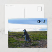 Patagonia Chili Penguin Briefkaart (Voorkant / Achterkant)