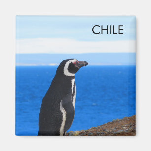 Patagonia Chili Penguin Magnet Magneet