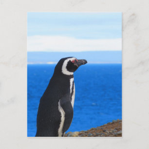 Patagonia Penguin Briefkaart