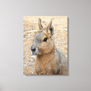 PATAGONIAN MARA CANVAS AFDRUK
