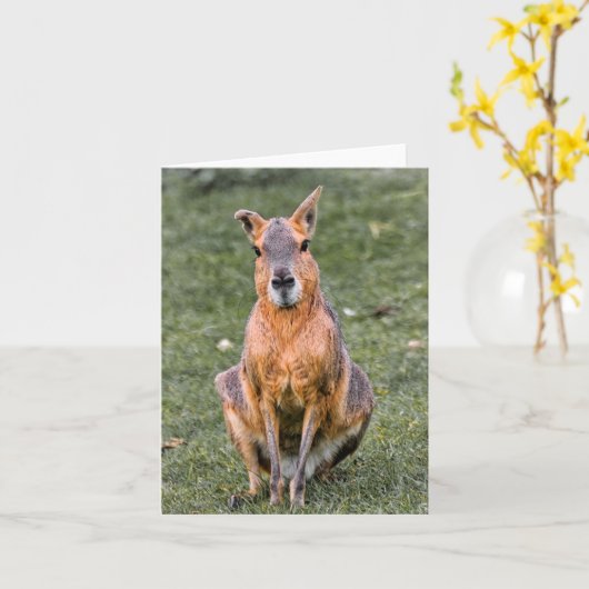 Patagonian Mara Kaart (Gele Bloem)