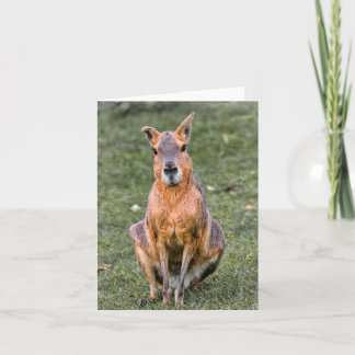 Patagonian Mara Kaart
