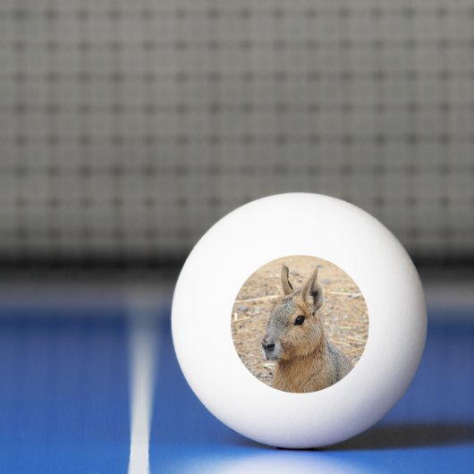 PATAGONIAN MARA PINGPONGBALLEN (Net)