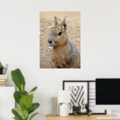 PATAGONIAN MARA POSTER (Thuiskantoor)