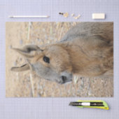 PATAGONIAN MARA TISSUEPAPIER (Craft)