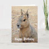 PATAGONIAN MARA WILD DIIMAL KAART (Voorkant)