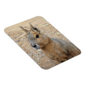 PATAGONIAN MARA WILD DIIMAL MAGNEET (Rechterzijde)