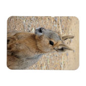 PATAGONIAN MARA WILD DIIMAL MAGNEET (Horizontaal)