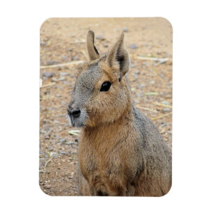 PATAGONIAN MARA WILD DIIMAL MAGNEET