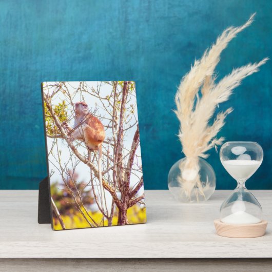 Patas is omhoog een structuur fotoplaat (Zijkant)