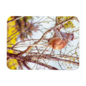 Patas is omhoog een structuur magneet (Horizontaal)