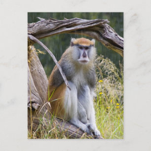 Patas Monkey Briefkaart