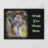 Patas Monkey Briefkaart (Voorkant)