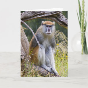 Patas Monkey Kaart