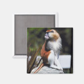 Patas monkey magneet (Voorkant / Achterkant)