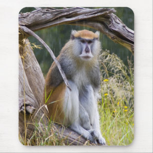 Patas Monkey Muismat