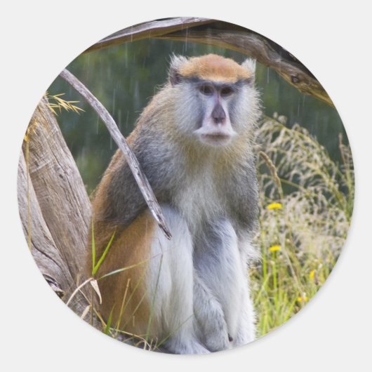 Patas Monkey Ronde Sticker (Voorkant)