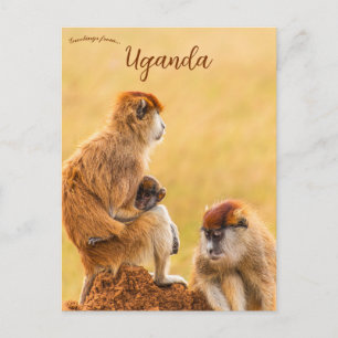 Patas Monkeys in Oeganda Briefkaart