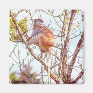 Patas zit in een boom magneet