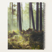 Patch of Underbrush in the Forest (Dos)