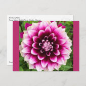 Patches Dahlia Briefkaart (Voorkant / Achterkant)