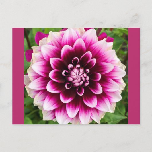 Patches Dahlia Briefkaart (Voorkant)