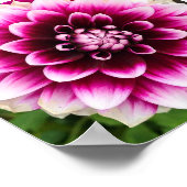 Patches Dahlia Poster (Hoek)