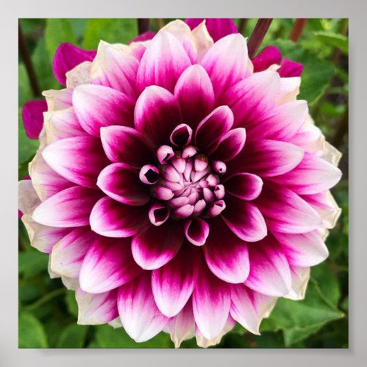 Patches Dahlia Poster (Voorkant)