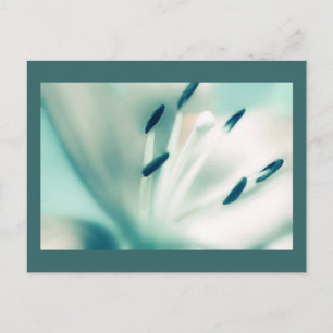 Patchouli Lily, fleur, modèle Cartes postales Invi
