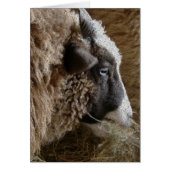 Patchwork Amy (Devant)