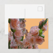 Pâte Pastel Orange Rose Gladioli. Carte postale do (Devant / Derrière)