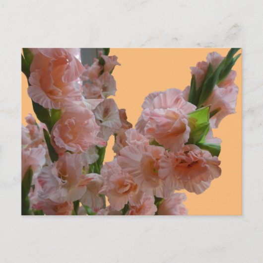 Pâte Pastel Orange Rose Gladioli. Carte postale do (Devant)