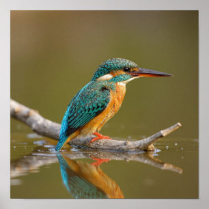Patiënt Kingfisher op Branch - Riverbank Wildlife Poster