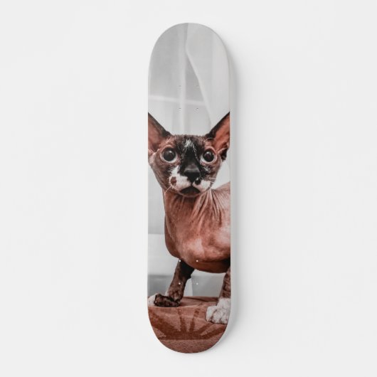 Patineta Gato Raza Esfinge  Skateboard (Voorkant)