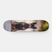 Patineta Perro Pinscher Miniatura Sentado Skateboard (Horizontaal)
