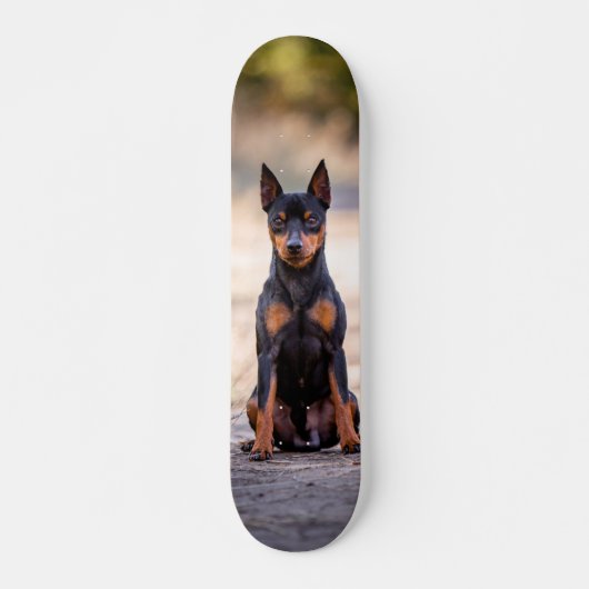 Patineta Perro Pinscher Miniatura Sentado Skateboard (Voorkant)
