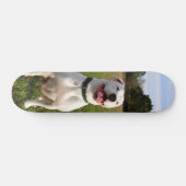 Patineta Pitbull Blanco Sentado En El Campo Skateboard (Horizontaal)